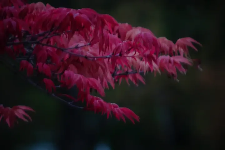 Kyoto, 2018