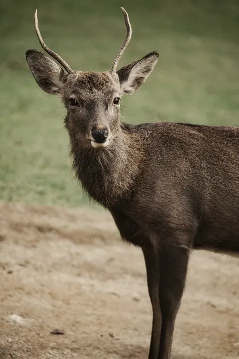Nara, 2024
