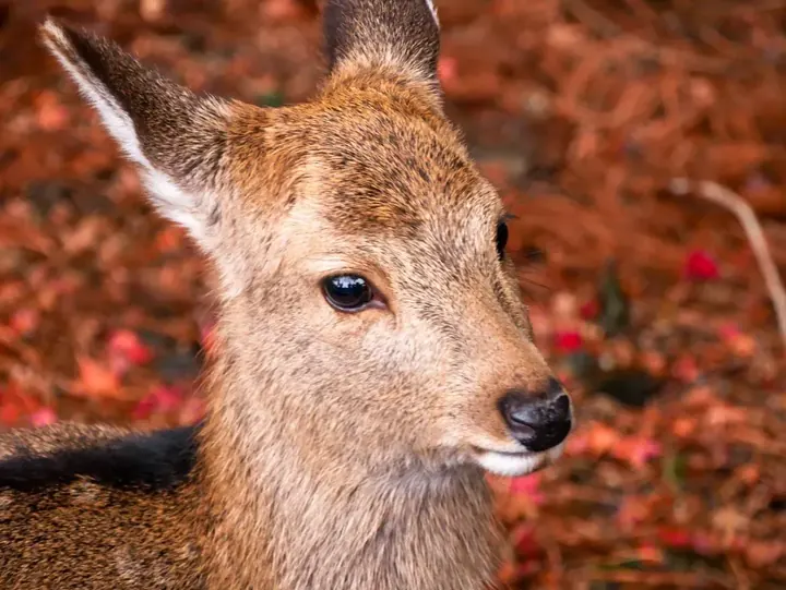 Nara, 2019